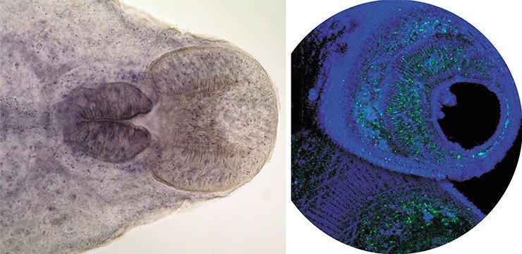 Фотография ротовой присоски и глотки мариты (взрослой особи описторха): один из ее оптических срезов в световом микроскопе (слева) и в лазерном сканирующем микроскопе (справа). Фото из архива ИСиЭЖ СО РАН