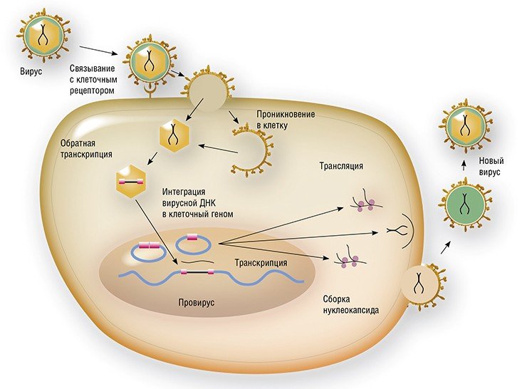 Жизненный цикл типичного представителя семейства ретровирусов, к которым принадлежит ВИЧ-1. Ретровирус имеет липидно-белковую оболочку, а внутренний нуклеокапсид помимо одноцепочечной РНК (наследственного материала вируса) содержит ряд важных белков, в том числе ферменты обратную транскриптазу и интегразу, которые превращают вирусную РНК в двуцепочечную ДНК и встраивают ее в геном клетки организма-хозяина