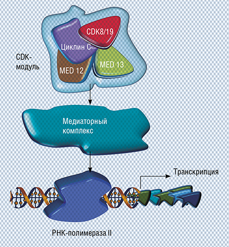 Циклин-зависимая киназа 8 (CDK8) и ее «близнец» CDK19 входят, вместе с несколькими другими белками, в CDK-модуль, который взаимодействует с медиаторным комплексом и регулирует его активность. Медиаторный комплекс, в свою очередь, взаимодействует с ферментом РНК-полимеразой II, необходимым для транскрипции – процесса синтеза РНК на матрице ДНК (Porter et al., 2012). Опубликовано с разрешения PNAS