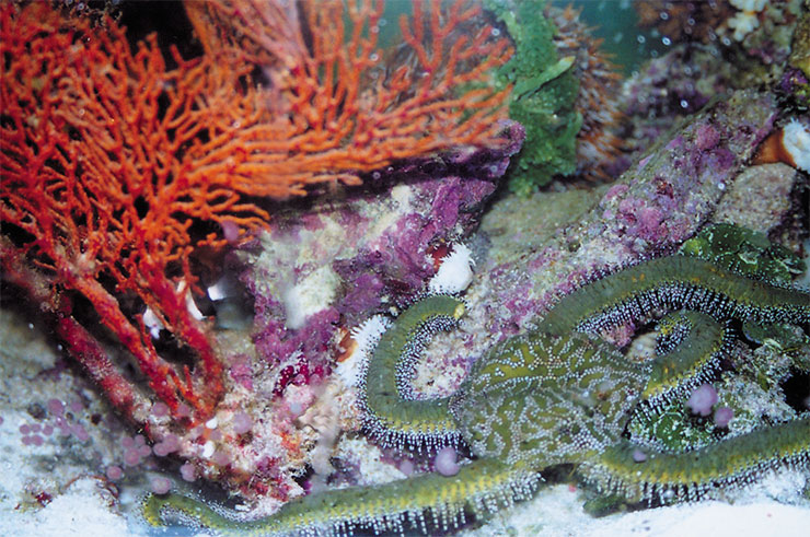 Современный австралийский коралловый риф. Пример колониальной формы жизни, появившейся в ордовике (фото автора)