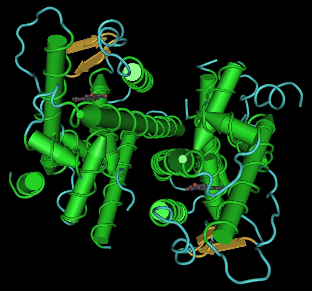 Схематическое изображение димера лиганд-связывающей области бета-рецептора эстрогена в комплексе с веществом 3-(6-гидроксинафталин-2-ил)-2H-1,2-бензоксазол-6-он. © Fvasconcellos