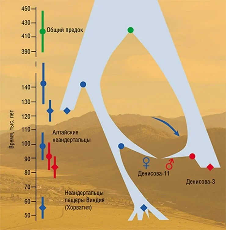 Схема взаимоотношений и генных потоков между неандертальскими (синие маркеры) и денисовскими (красные маркеры) человеческими популяциями, которые разделились примерно за 350 тыс. лет до своего исчезновения. Прямой общий потомок – «Денисова-11». «Денисова-3» – первая находка денисовца, геном которого также одержит небольшую долю неандертальских генов (Prufer et al., 2014). По: (Slon, Mafessoni, Vernot et al., 2018) 