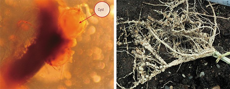 Root-knot nematodes are abundant in both greenhouses and open fields. Entering the roots of cucumber, tomato, and other plants, they induce development of tumors on them, interfering with their metabolism. The affected plants droop, become susceptible to diseases, and die. The golden potato nematode damages potato roots forming cysts; these round structures are female individuals; their integuments are transformed into rigid envelope resistant to environmental impacts; and they are filled with eggs and the larvae developing from them. Left, cysts on a potato root; right, cucumber root knots