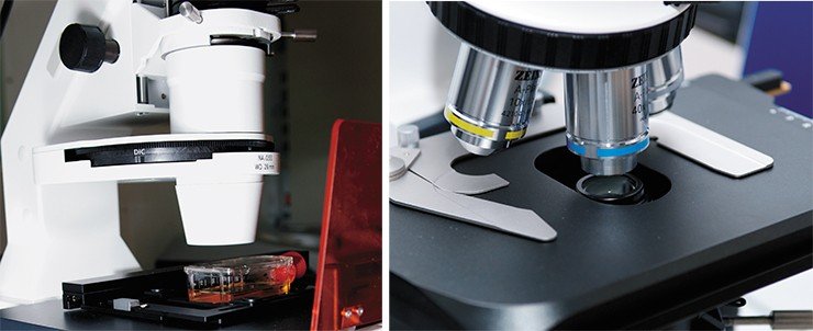 Работа в лаборатории микробиологии и вирусологии НГУ ведется с использованием современных ногофункциональных микроскопов известной фирмы Carl Zeiss