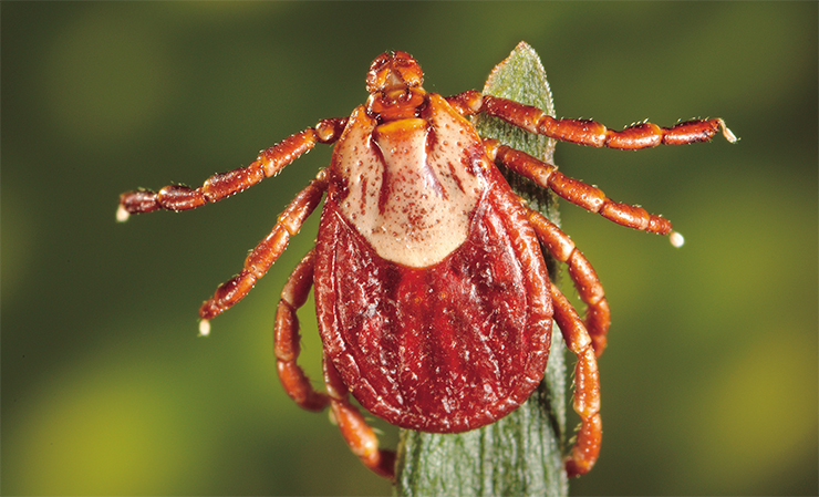 A female ixodid tick Dermacentor andersoni, an RMSF vector. © CDC, photo by J. Gathany