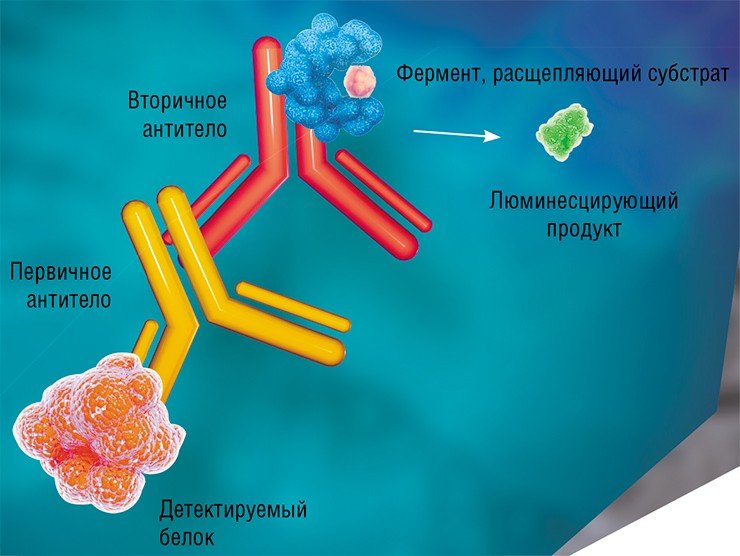Иммуноферментная детекция белков основана на использовании специфичных антител. При этом первичное антитело специфически взаимодействует с определенным участком целевого белка, а вторичное антитело связывается уже с определенным участком первичного антитела. К вторичному антителу присоединен фермент (чаще всего пероксидаза хрена или щелочная фосфатаза), который при взаимодействии антител расщепляет специальный субстрат с образованием люминесцирующего продукта. По уровню люминесценции можно детектировать целевой белок