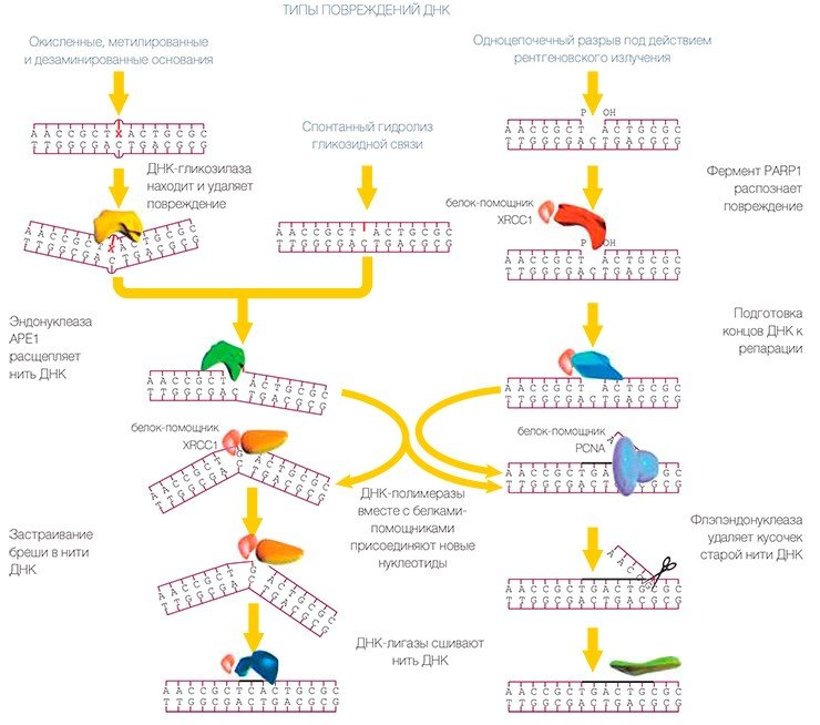 Схема эксцизионной репарации азотистых оснований белковыми комплексами, специализирующимися на «мелком» ремонте небольших повреждений оснований ДНК, не сопровождающихся значительным искажением двойной спирали. Эти повреждения могут не препятствовать процессу копирования информации с ДНК, но при этом приводить к ошибкам в самих генетических «текстах»