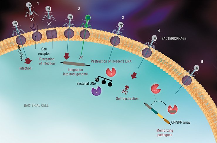 As of today, we know several strategies that bacteria use to fight viruses and plasmids, which either prevent the pene-tration of foreign DNA into bacterial cells or destroy it inside the bacteria. These protection methods include (1) chang-ing bacterial cell receptors, (2) superinfection exclusion (multiple infection), and (3) the restriction-modification systems, which destroy all alien unmethylated DNA. In some cases, the bacterial cell even commits a suicide to limit the number of viral progeny; this strategy is called (4) the abortive infection systems. One of the most impressive examples of bacte-rial immunity mechanisms is (5) the CRISPR-Cas systems, which are based on memorizing pathogens