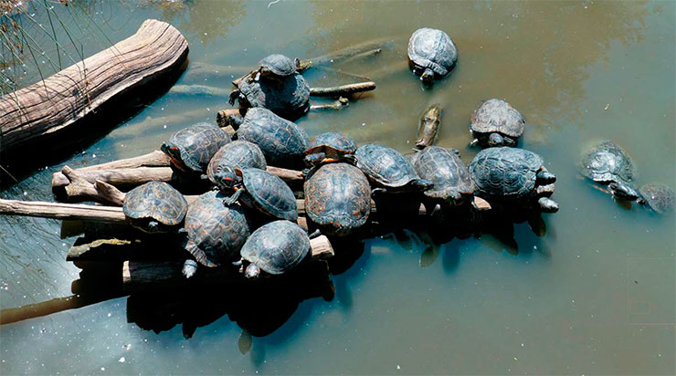 Европейские болотные черепахи в Парке дикой природы Сент-Круа на северо-востоке Франции. © CC BY-SA 4.0/Ji-Elle