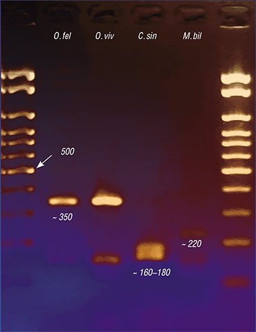 Today, the most precise method in diagnosing trematodiases is PCR-based approach. The test kits for differential PCR (polymerase chain reaction, is a method for synthesizing a large number of copies of an initial DNA fragment) diagnostics of opisthorchiasis agents based on several genetic markers have been developed at the Institute of Cytology and Genetics, Siberian Branch, Russian Academy of Sciences. Left, electrophoretic pattern (agarose gel) of the PCR products amplified from the DNA of four epidemiologically significant liver fluke species, namely, O. felineus, O. viverrini, C. sinensis, and M. bilis (molecular weights of fragments are shown)