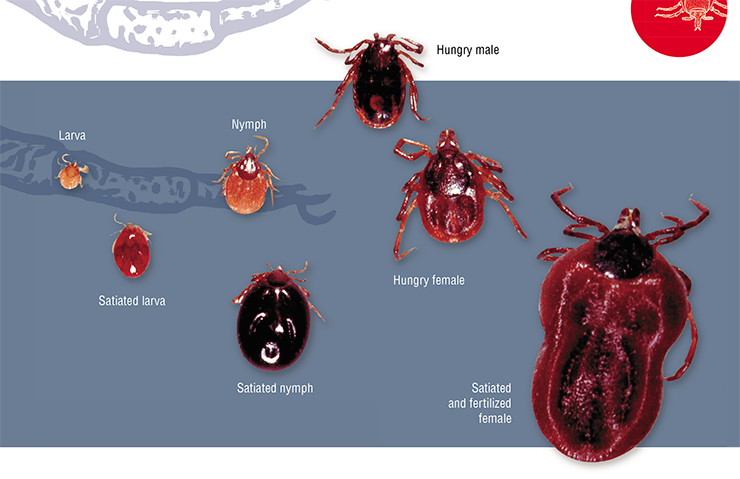 Stages in the life cycle of ixodid ticks by the example of the castor bean tick Ixodes ricinus, a widespread tick species. © CC BY-SA 3.0, photo by Alan R. Walker