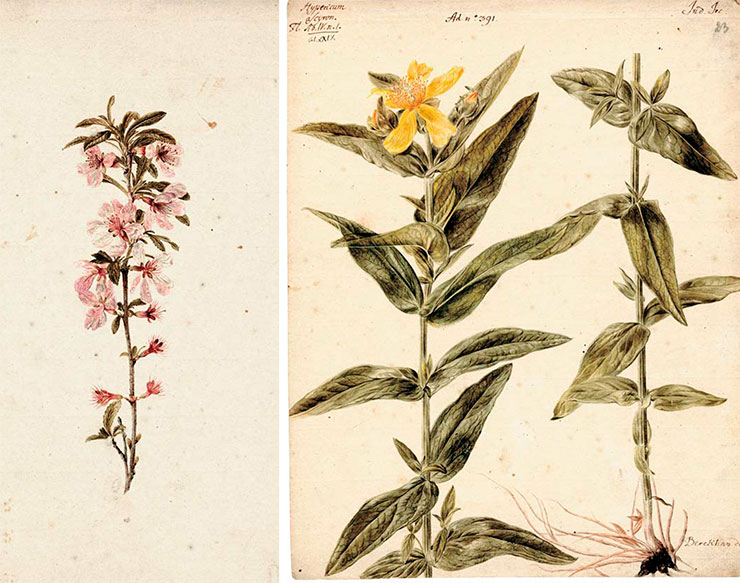 Left: Rubus (raspberry). Drawing by J. W. Lursenius. Watercolor, pencil. St. Petersburg Branch, Archives of the Russian Academy of Sciences. Register I. Description 105. Case 22. Sheet 67. Right: Hypericum asciron (giant St. John’s wort). Drawing by J. Chr. Berckhan for Vol. 4 of Flora Sibirica by J. G. Gmelin (1769). Watercolor, pencil. St. Petersburg Branch, Archives of the Russian Academy of Sciences. Register I. Description 105. Case 22. Sheet 23