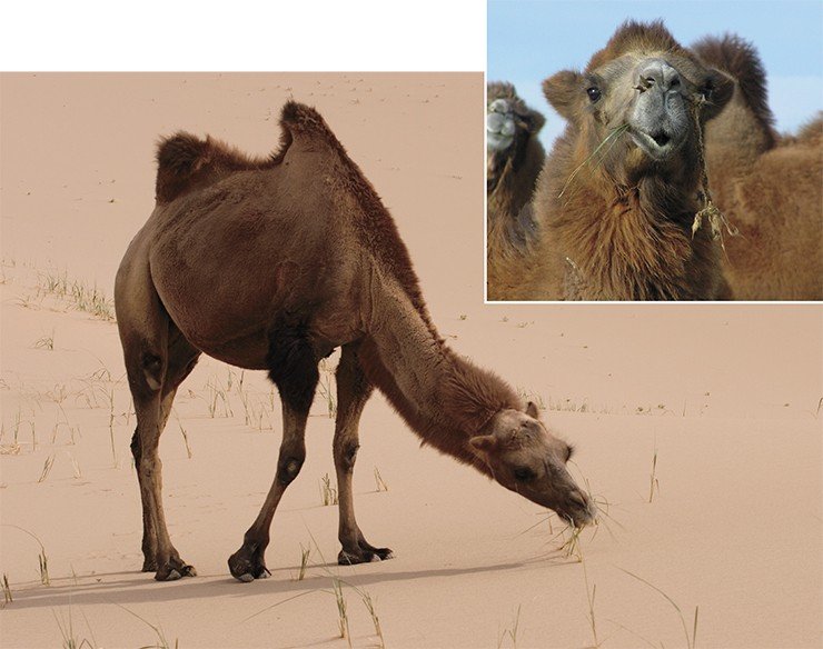Физиономии верблюдов разнообразны… и часто похожи на людские