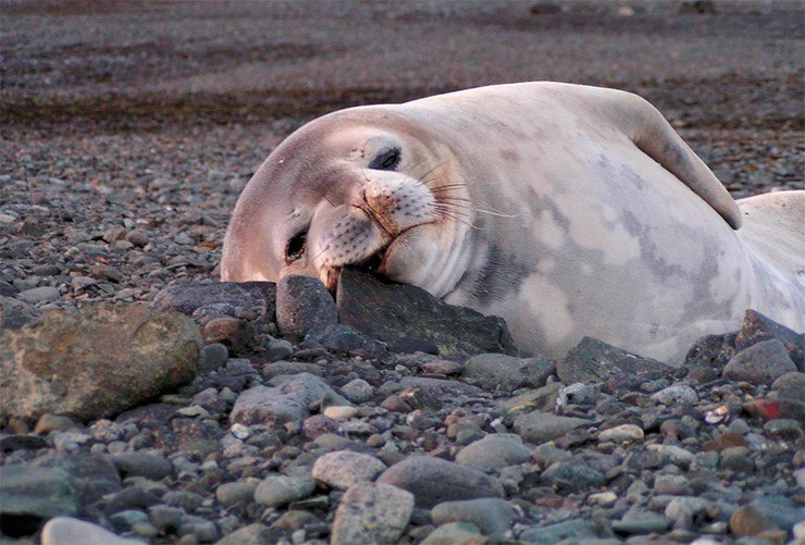 Судя по благодушной морде, этот антарктический тюлень явно еще ничего не знает о глобальном потеплении, угрожающем ледяным шапкам нашей планеты