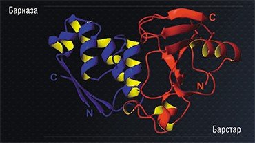Универсальный структурный модуль «барназа-барстар» представляет собой комплекс из бактериальных белков: фермента барназы и его природного ингибитора барстара. Одна молекула барназы связывается строго с одной молекулой барстара. N- и С-концевые участки белков остаются свободными и удобными для модификации