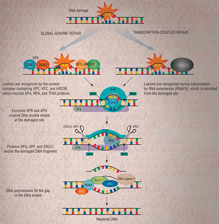 The DNA lesions induced by binding of toxins are usually eliminated from the genome by a specialized cellular mechanism, the nucleotide excision repair; this system comprises two branches—the global genome repair and transcription-coupled repair. The former can correct lesions at any site in the genome and the latter, only in the genes used as a template for messenger RNA, that is, involved in transcription (according to Batty and Wood, 2000)