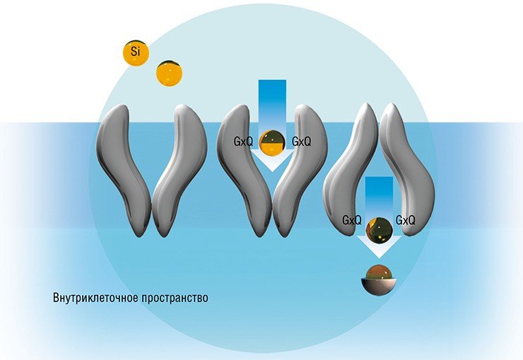 Схема транспорта кремниевой кислоты через мембрану клетки диатомовой водоросли с помощью мотива GXQ: кислотный остаток связывается с глутамином (Q) мотивов GXQ, расположенных во фрагменте белковой молекулы, направленном во внешнюю среду, вызывая изменение формы белка SIT. В результате кремниевая кислота связывается с глутамином из внутриклеточной гидрофильной петли, таким образом попадает внутрь клетки. По: (Thamatrakoln et al., 2006)