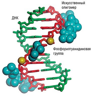 Комплементарный комплекс фрагмента ДНК-мишени с олигонуклеотидом, содержащим фосфорилгуанидиновые группы, оказался почти таким же устойчивым, как и природная спираль ДНК. По: (Пышный, Стеценко, 2014)