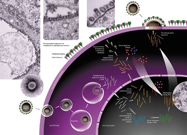 Схема репродукции вируса гриппа в зараженной клетке. Вирус проникает в клетку благодаря механизму эндоцитоза. Вирусная РНК высвобождается и попадает сначала в цитоплазму клетки, а затем в ее ядро. Но эта (–) РНК неспособна сама по себе служить матрицей для синтеза будущего вирусного генома и РНК-матрицы для синтеза вирусных белков. Для этих целей на ней сначала образуются две формы (+) РНК. В цитоплазме на вирусной мРНК происходит синтез мембранных белков будущих вирусов, которые включаются в особые участки плазматической мембраны (липидные рафты). Остальные вирусные белки, также синтезируемые в цитоплазме клетки, транспортируются в клеточное ядро, где объединяются с дочерней вирусной (–) РНК, формируя рибонуклеопротеиновые частицы (РНП). Частицы РНП из ядра продвигаются к плазматической мембране клетки, где и происходит почкование вирусного потомства