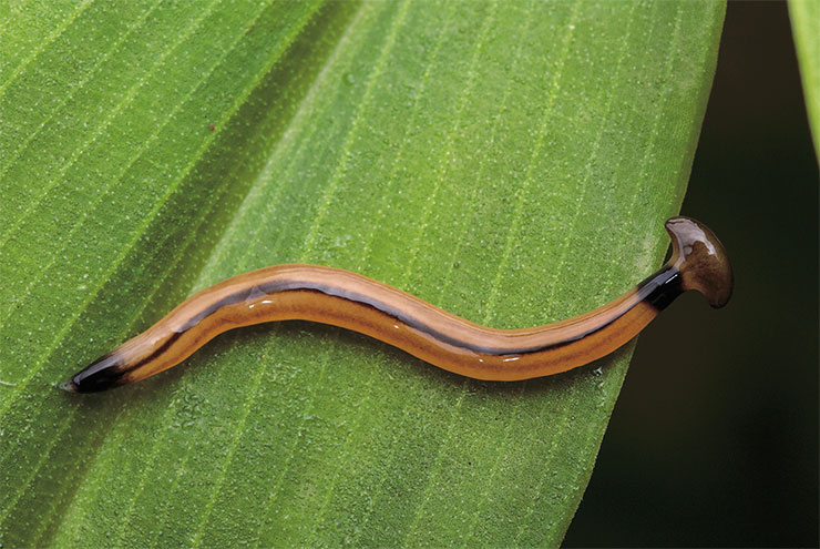 Terrestrial planaria (Bipalium vagum) is a representative of flatworms. If a planaria is cut into several parts, each one will restore itself into a full-fledged individual. So these organisms can virtually remain “immortal.”  © CC BY-NC-ND 2.0/ budak