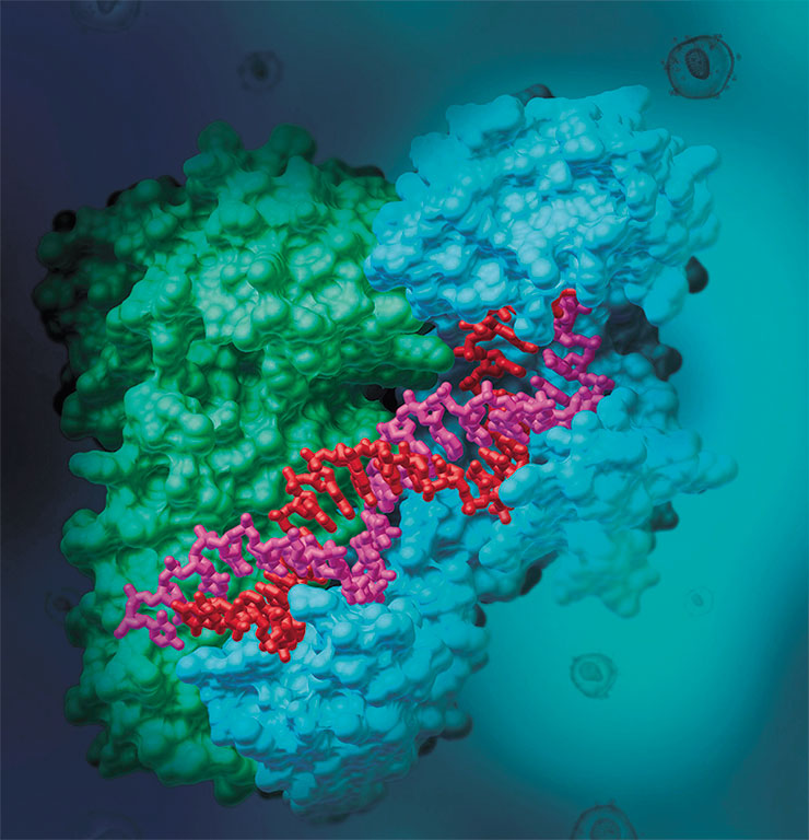 Фермент обратная транскриптаза катализирует образование ДНК по матрице РНК, т. е. процесс, обратный нормальной клеточной транскрипции – синтезу РНК по матрице ДНК. Такие ферменты есть у ретровирусов, например ВИЧ; их также используют в экспериментах по молекулярной биологии. На молекулярной модели обратной транскриптазы ВИЧ (вверху) красным цветом показана вирусная РНК, фиолетовым – ДНК, зеленым и голубым – субъединицы фермента. © CC BY 4.0/RCSB Protein Data Bank
