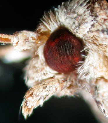 Сложный фасеточный глаз бабочки большой вощиной огневки (Galleria mellonella)