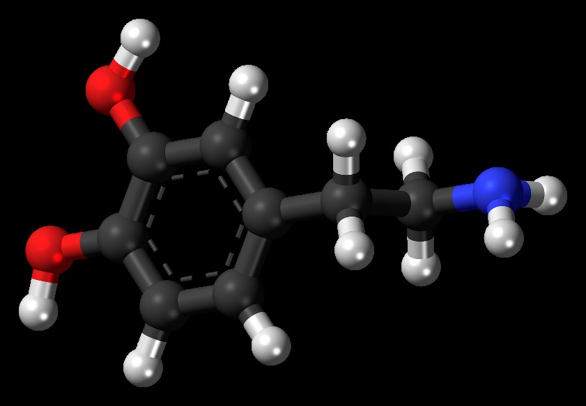 Модель молекулы дофамина, влияющего на центры вознаграждения и удовольствия мозга: углерод (черным цветом), водород (белым), кислород (красным), азот (синим). © CC0 1.0/Jynto (talk)