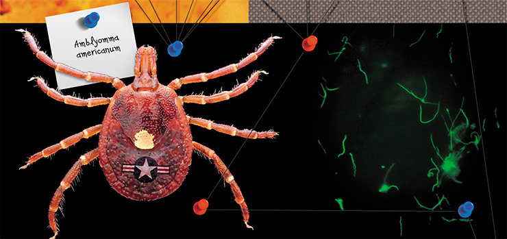 Lone star tick, Amblyomma americanum, is now widespread in the southeastern United States (left). These ticks are believed to have been part of the experiments at the military facility on Plum Island. The ticks were infected with Borrelia bacteria, the causative agent of Lyme disease (right); they were also released into the environment to track migrations. Public Domain; photo of Borrelia bacteria by N. Fomenko