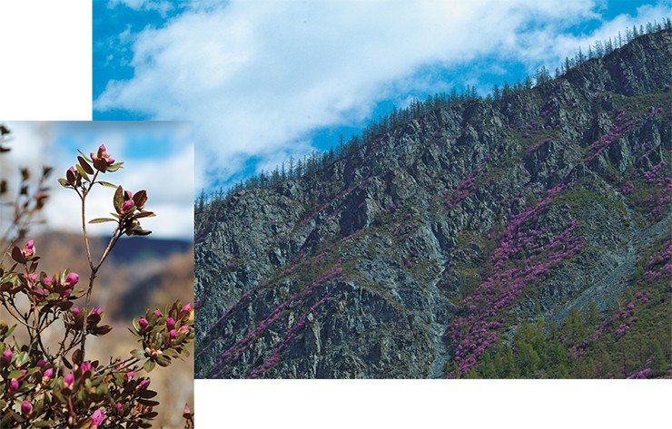 Ранней весной, когда на деревьях и кустарниках еще не появились листья, горные склоны окутывает нежнейшая сиреневая дымка. Это «багульник на сопках цветет…», хотя, с точки зрения ботаники, правильнее говорить рододендрон даурский (Rhododendron dauricum). Полувечнозеленый кустарник, широко распространенный в Восточной Сибири и на Дальнем Востоке, неприхотлив: растет на каменистых склонах, по берегам горных рек, в хвойных лесах