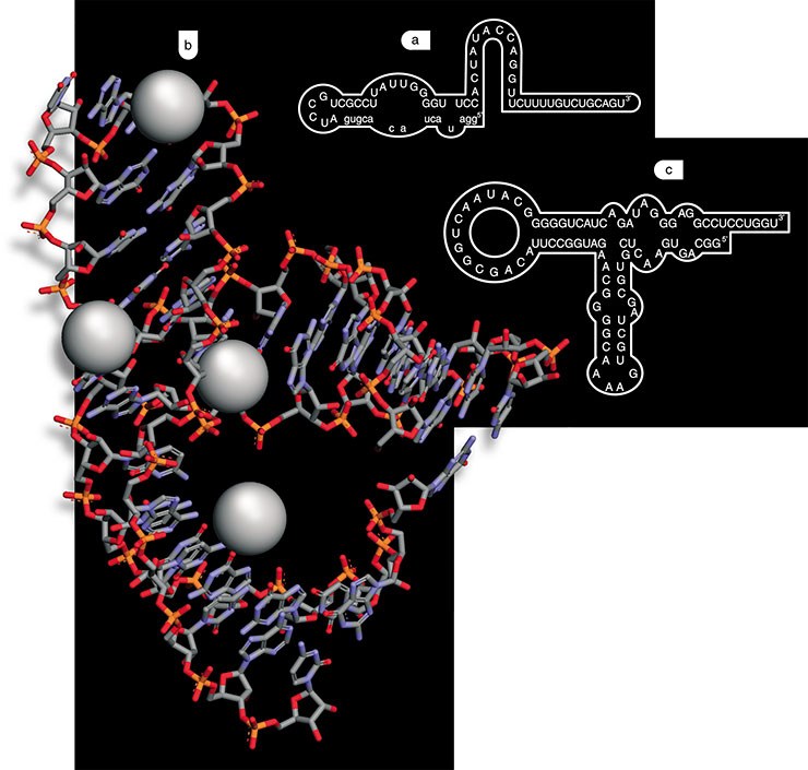 Thousands of various RNA aptamers capable of forming complexes with a diversity of molecules have been isolated by molecular selection. Aptamers binding the amino acids a) isoleucine; b) tyrosine; c) the three-dimensional structure of a hammerhead ribozyme (C.M. Dunham, J.B. Murray, W.G. Scott, 2003)