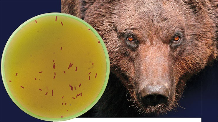 Медведица Маша, из слюны которой были выделены бактерии Bacillus pumilus (слева), продуцирующие антибиотик. Фото В. Власова. Public Domain/CDC/ Dr. W. A. Clark