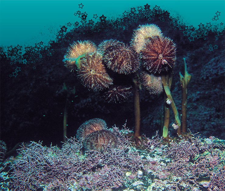 Компания серых морских ежей доедает морскую капусту. Японское море. Фото Ю. Яковлева