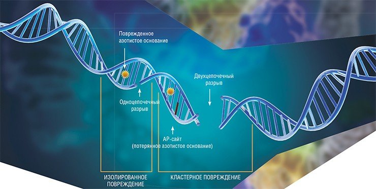 Среди всех повреждений молекулы ДНК наиболее опасными для клеток являются двухцепочечные разрывы, а также кластерные повреждения из комбинации AP-сайтов, окисленных оснований и разрывов в пределах 1—2 витков спирали ДНК. Подобные повреждения обычно возникают под действием ионизирующего излучения и лекарственных препаратов-радиомиметиков