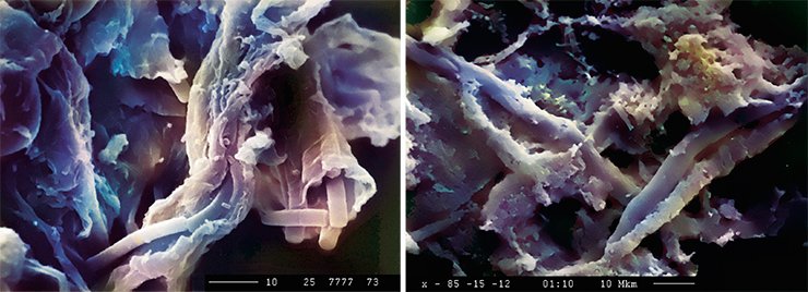 Слева: современный галофильный цианобактериальный мат (сканирующий электронный микроскоп). Справа: фоссилизированные нити цианобактерий из кембрийских Хубсугульских фосфоритов 