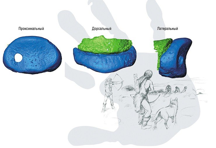 Компьютерная томография фаланги пальца палеолитического человека из Денисовой пещеры: проксимальная, дорсальная и латеральная проекции соответственно