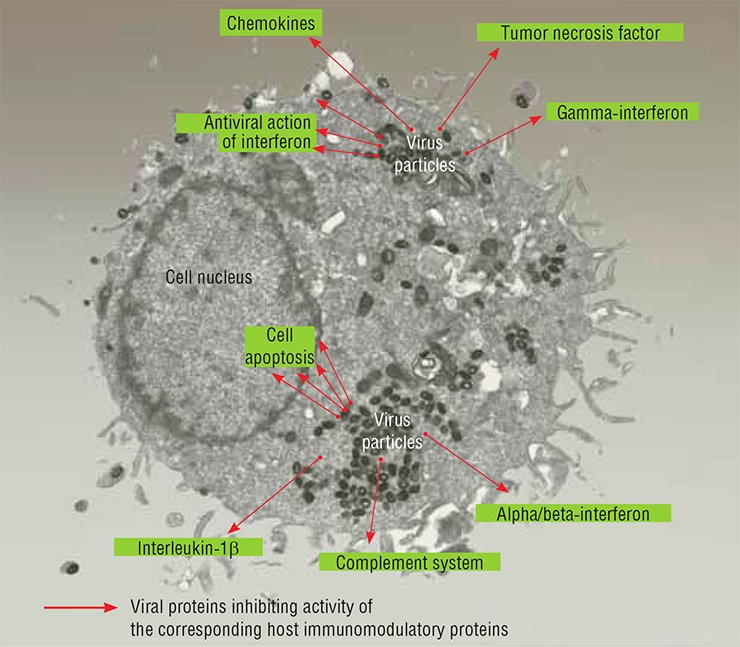 Poxviruses, including variola virus, are the largest DNA viruses of mammals. The viral proteins displaying an immunomodulatory activity are produced at the early stages of viral infection. They either remain in an infected cell or leave it to interact with the key regulatory proteins involved in both the innate and adaptive host immunities. Inhibiting these protein activities, the virus creates a “hedgehog” defense against the host immune attacks on infected cell. A cell of the healthy human lung fibroblast culture infected with variola virus strain India-1967 (electron microscopy). Photo by the courtesy of E. Ryabchikova