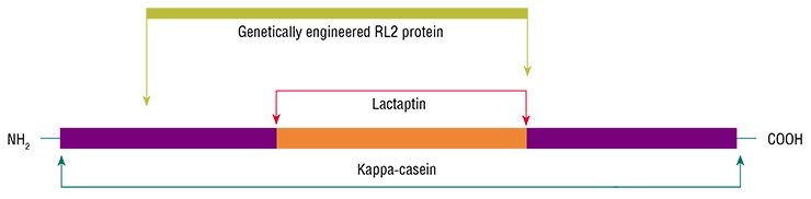 A research team of the Institute of Chemical Biology and Fundamental Medicine, Siberian Branch, Russian Academy of Sciences (Novosibirsk, Russia) discovered a new protein with apoptotic properties in breast milk; the protein was named lactaptin. The peptide with a molecular weight of 8.6 kDa contains 74 amino acid residues and is a fragment of the human milk kappa-casein. Several analogs of this peptide, including the RL2 protein, have been genetically engineered based on Escherichia coli