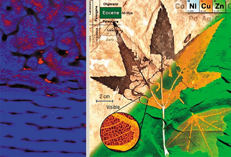 Left: In addition to the natural element—calcium (blue), the allosaurus bone contains an unusually large amount of zinc (red). Right: Optical plus X-ray false colour composite image (Cu = red, Zn = green, and Ni =blue) of a 50 million year old leaf fossil. Trace metals correlate with original biological structures. Image width ~17 cm. Also visible are characteristic trumpet shaped feeding tubes left by ancient caterpillars: feeding tube chemistry matches the leaves. X-ray fluorescence elemental analysis. Courtesy of Diamond Light Source