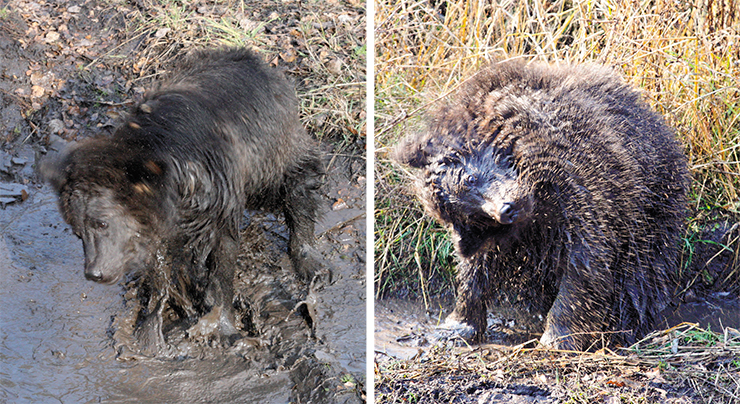 The bear cubs are cleaning their new fur coats by plunging them into the slurry and shaking them up. The amazing property of bear fur is that it is able to become clean of dirt as a result of such unorthodox cleaning