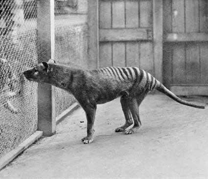 Последний тилацин в зоопарке г. Хобарт. 1933 г. 