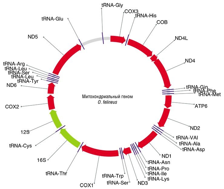 В ИЦиГ СО РАН (Новосибирск) впервые секвенирован ряд фрагментов ядерного генома и полный митохондриальный геном O. felineus, в состав которого входит 12 белок-кодирующих генов, 2 гена рибосомальной РНК и 22 гена транспортной РНК. Для генотипирования коллекционных образцов описторхид были выбраны в качестве генетических маркеров два митохондриальных и один ядерный фрагменты ДНК