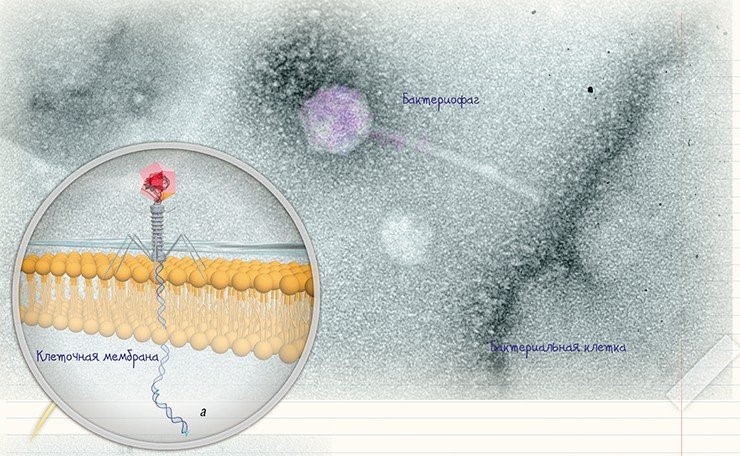 На ультратонких срезах бактериальной клетки, инфицированной бактериофагом семейства Mioviridae, видны вирусные частицы (а), сорбированные на поверхности клетки. По: (Рябчикова, Юнусова, 2016)