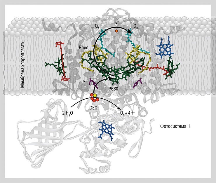 На этом схематическом изображении молекулярной структуры фотосистемы II цветом выделены кофакторы, участвующие в фотосинтетическом переносе электрона и расщеплении молекулы воды. OEC – кислород-выделяющий комплекс фермента; P680 – димер молекул хлорофилла, первичный донор электрона при фотосинтетическом разделении зарядов; Pheo – феофитин; QA и QB – молекулы пластохинона; Y – аминокислота тирозин. По: (Kulik et al., 2007)