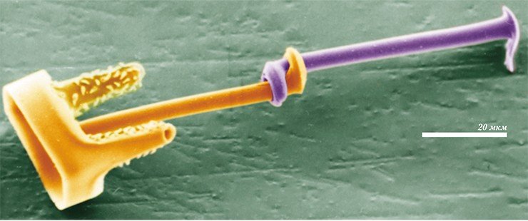 Крупные шипы в центре створок диатомеи Syndetocystis, соединяющие сестринские клетки, препятствуют их вращению. Фото Р. Кроуфорда
