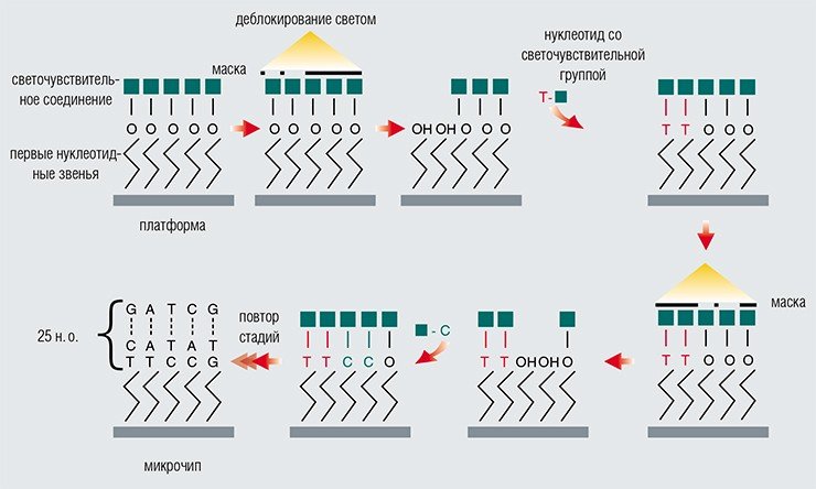 Последовательность стадий синтеза нуклеотидных зондов биочипов с использованием литографической маски на примере ДНК-чипа фирмы Affymetrix