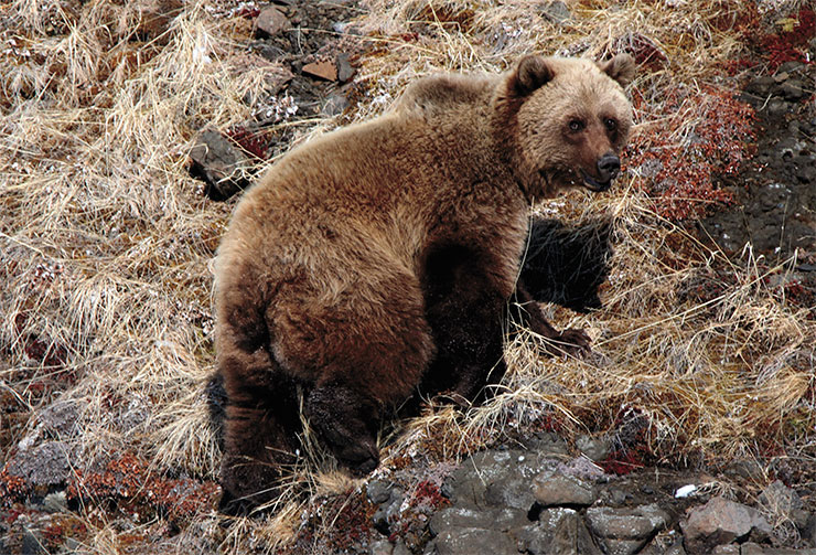 Бурый медведь (Ursus arctos) – обычный вид для лесотундры и северной тайги плато Путорана, где за последние десятилетия его численность неуклонно растет. Известны единичные заходы хищника до северной части тундры. Фото М. Бондаря