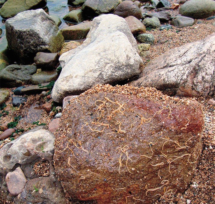Большое скопление M. bungei можно увидеть на камнях возле уреза воды и на берегу озера
