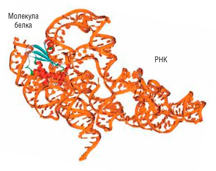 Рибозимы – молекулы РНК, обладающие свойствами фермента, могут функционировать самостоятельно или в комплексе с одной или несколькими молекулами белка. Фермент рибонуклеаза P (РНКаза P) отщепляет фрагмент РНК в процессе созревания транспортных РНК бактерий и ряда некодирующих РНК эукариот