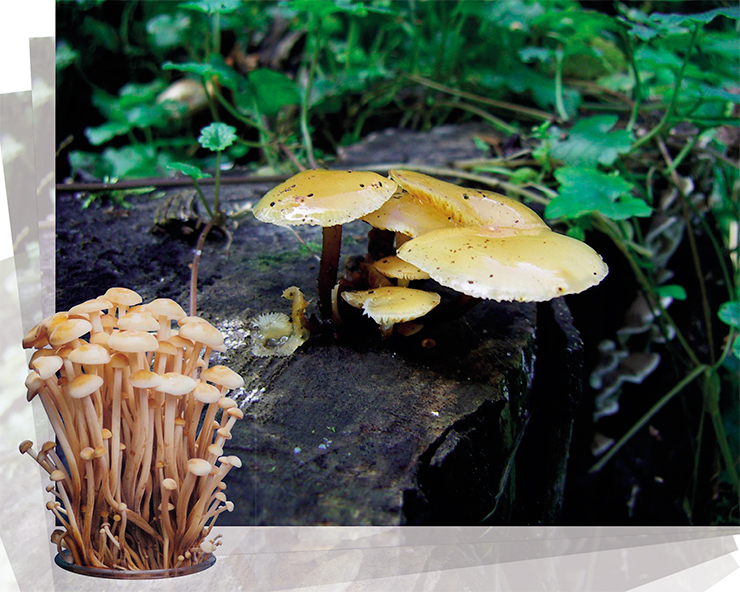 Unlike its popular lookalike, the honey mushroom (Armillaria mellea s.l.), the velvet shank mushroom, or enokitake (Flammulina velutipes) grows in relatively small clusters. In many Asian countries, these mushrooms are a prized edible and are widely cultivated. The enokitake has been used in traditional medicine to treat infectious disesases, lung problems, anemia, and as a tonic