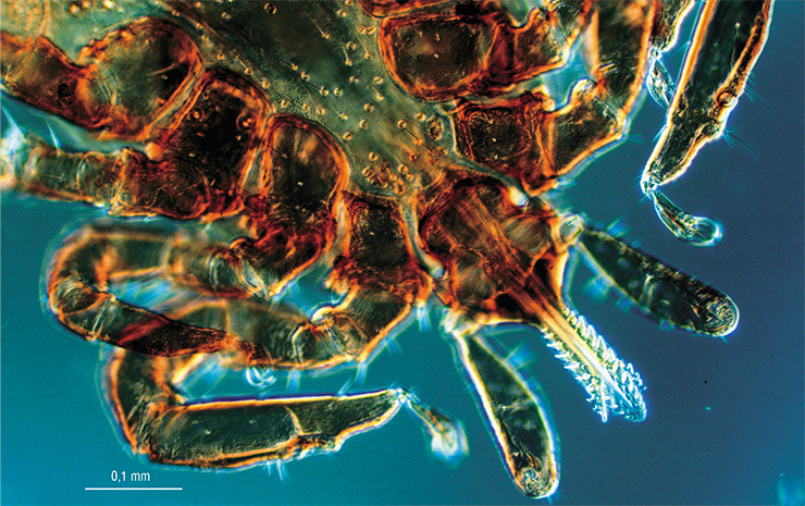 Взрослая особь европейского лесного клеща – переносчика вируса клещевого энцефалита. Оптическая микроскопия.  © Doc. RNDr. Josef Reischig, CSc, CC BY SA 3.0